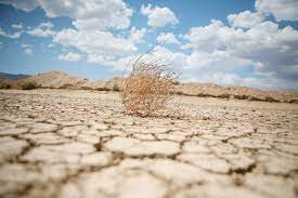 Dry Creek Tumbleweed