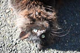 Alley cat4jpeg